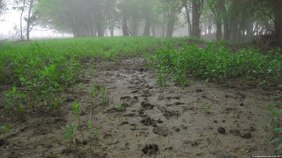 click for higher quality!