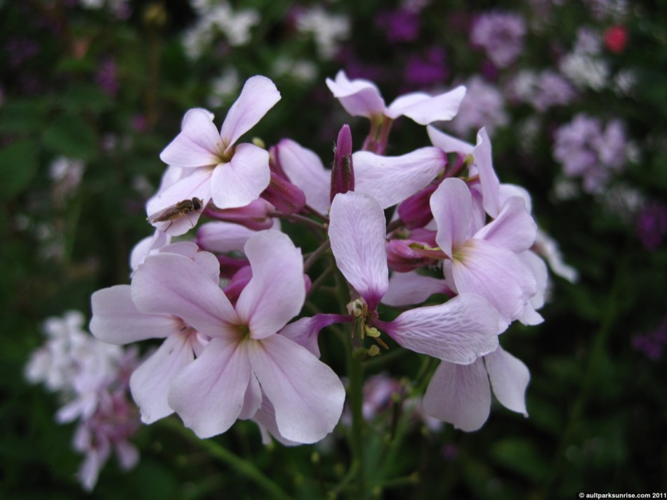 click for higher quality!