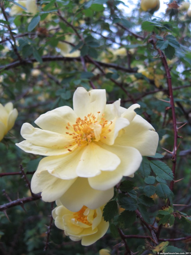 click for higher quality!