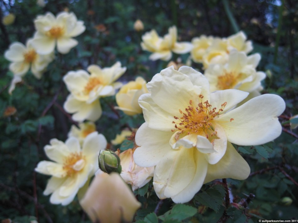 click for higher quality!