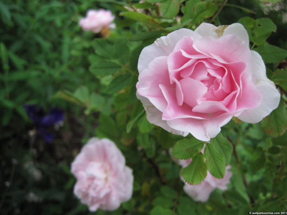 click for higher quality!