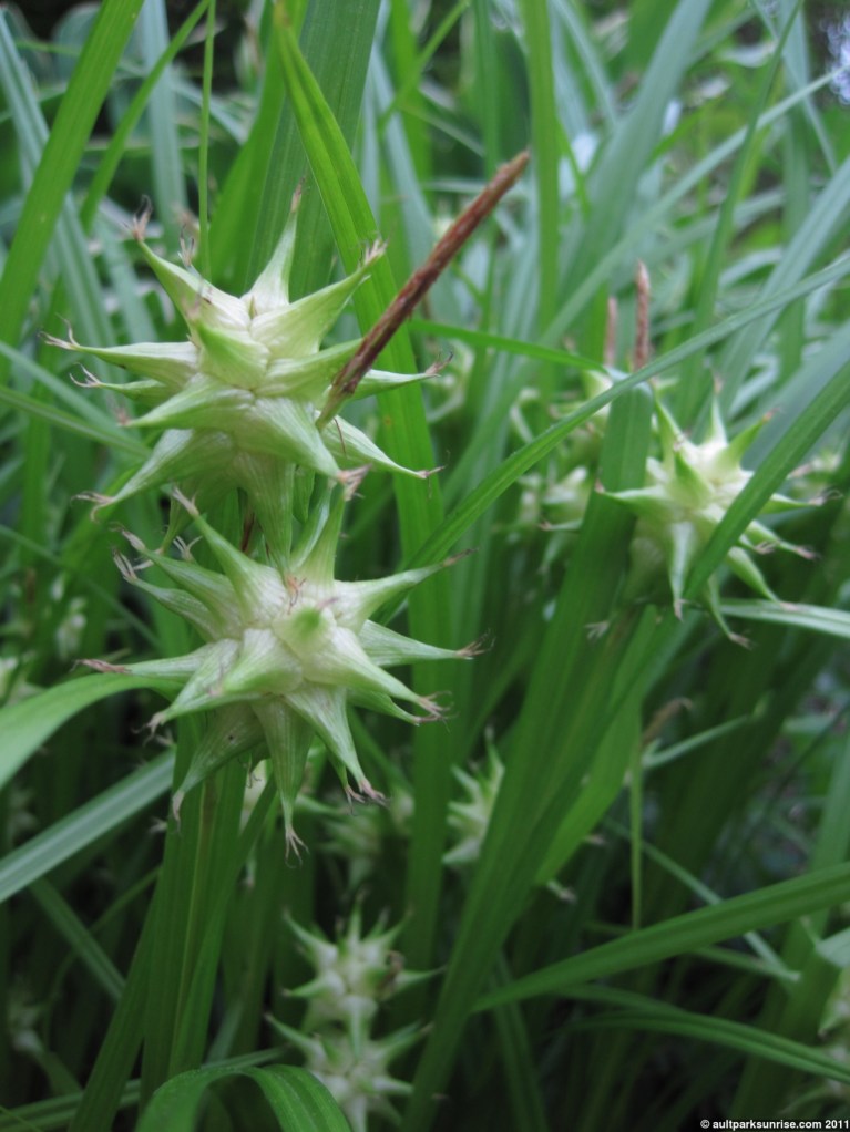 click for higher quality!