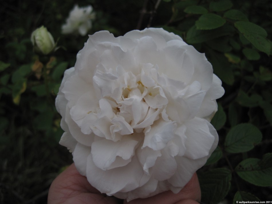 click for higher quality!