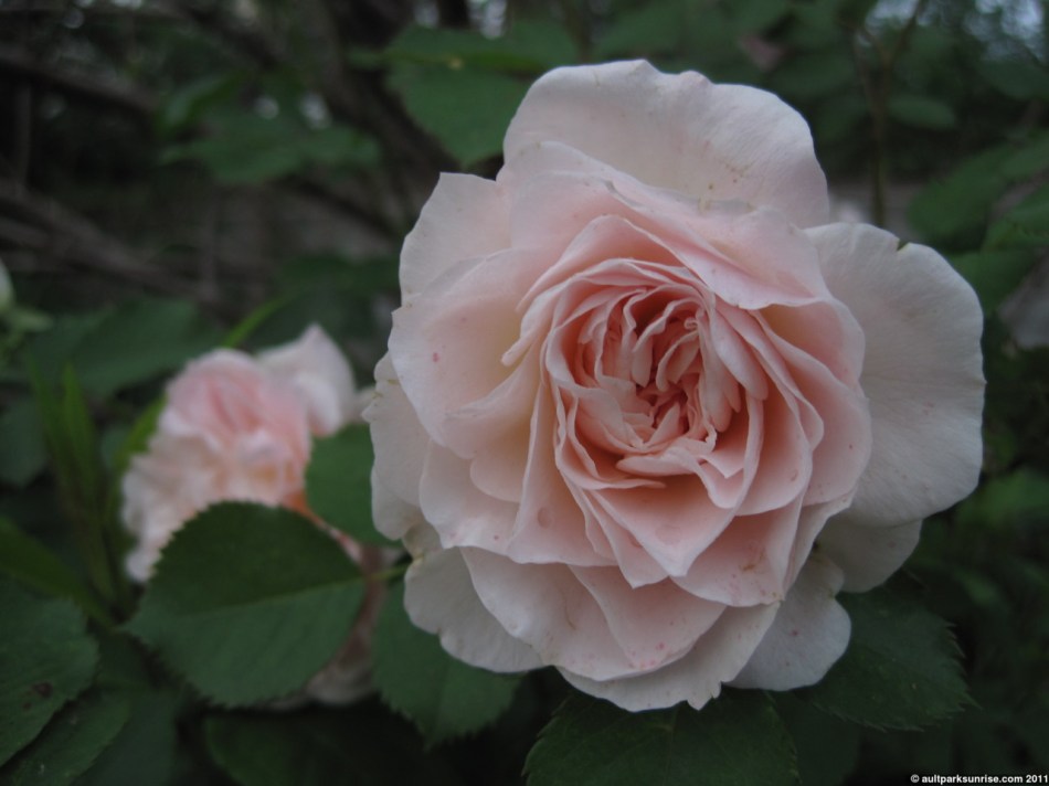 click for higher quality!