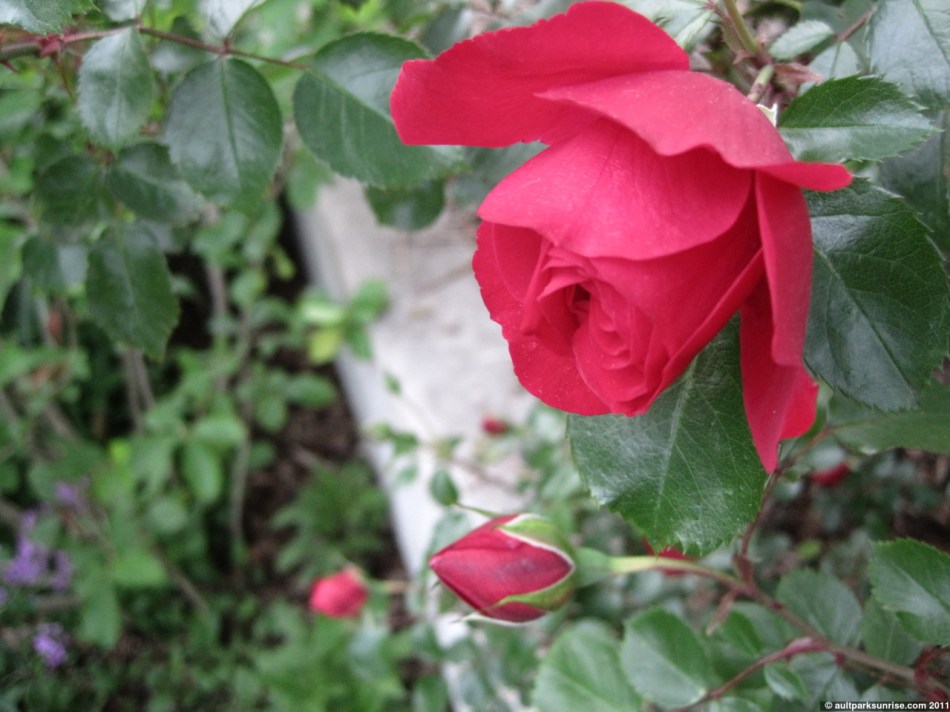 click for higher quality!