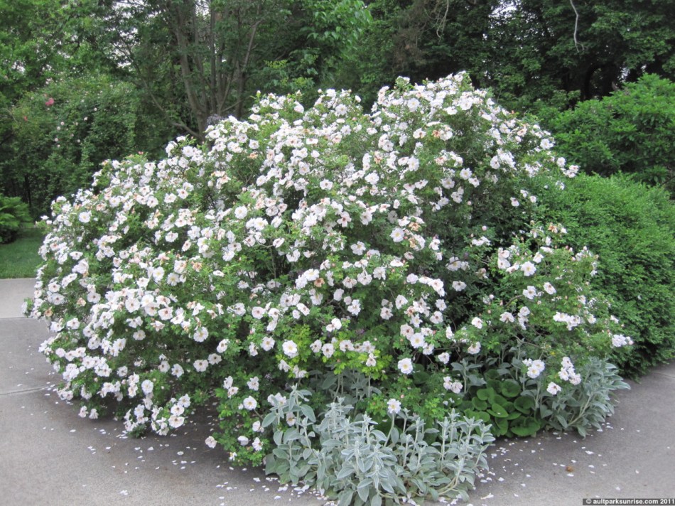 click for higher quality!