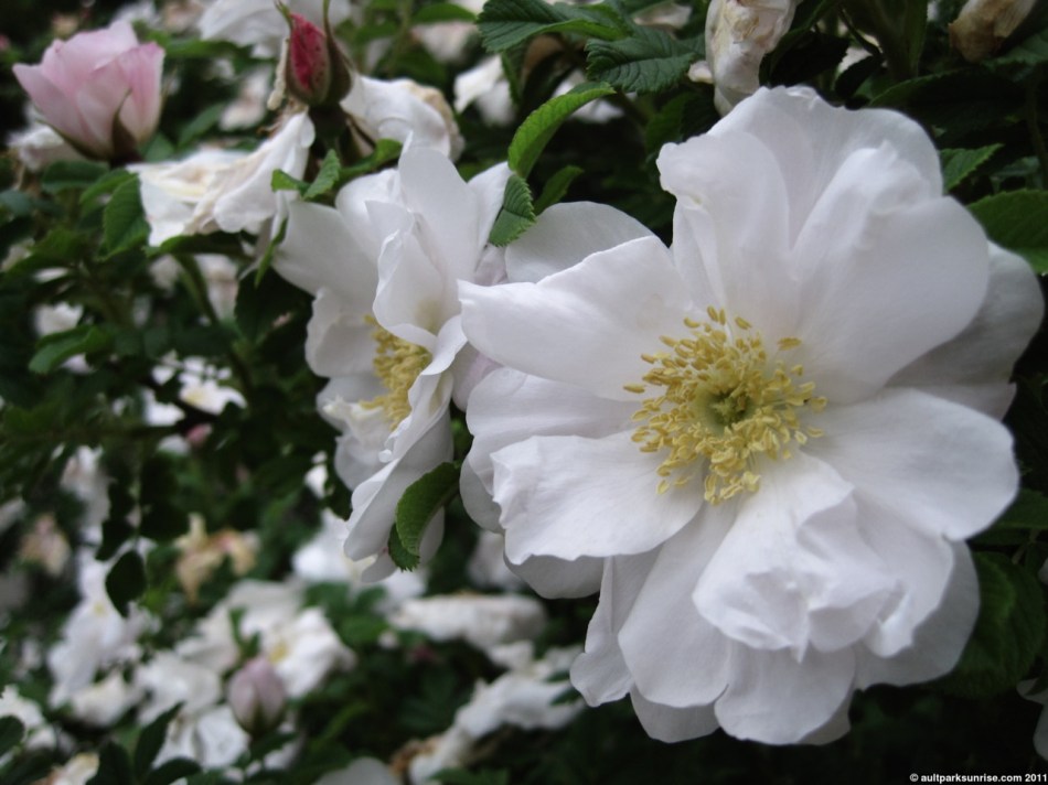 click for higher quality!