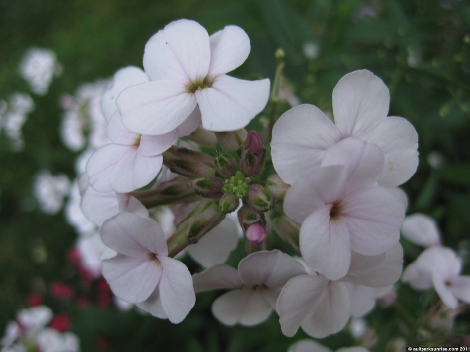 click for higher quality!