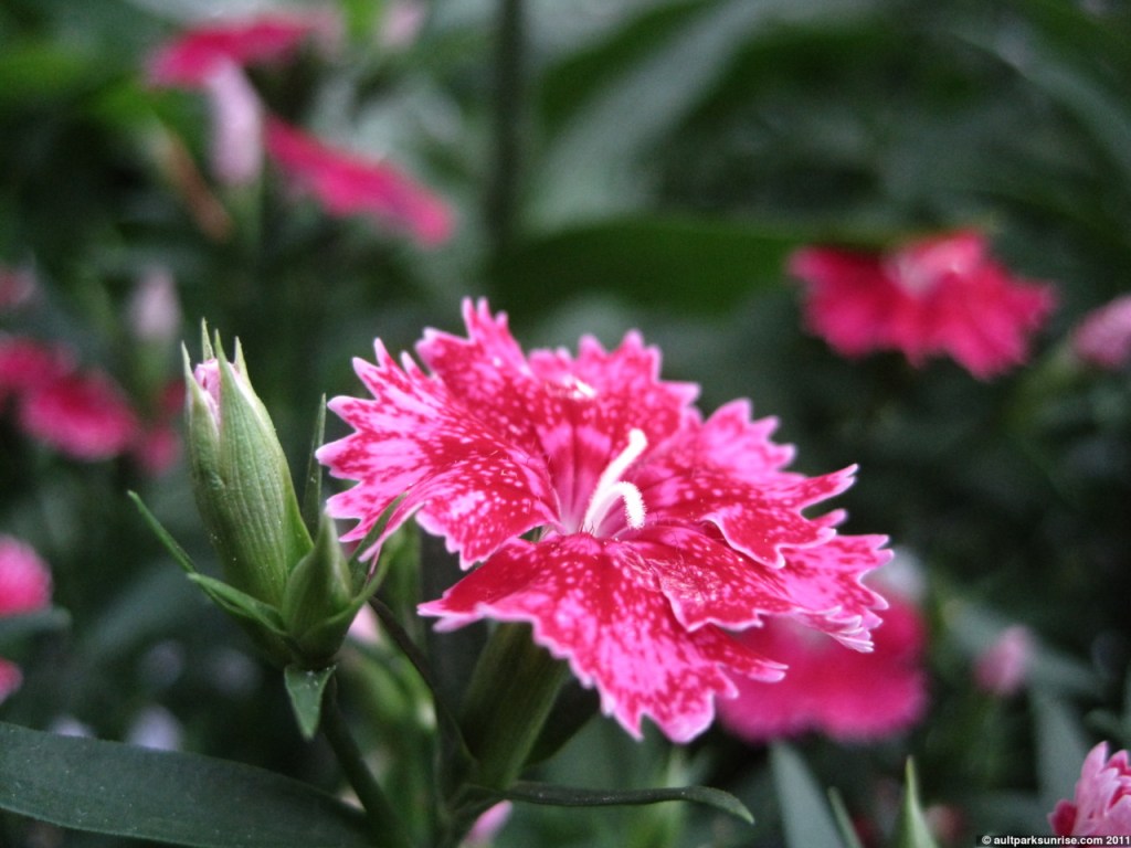 137_34_red_beautiful_flower_4nn.jpg click for higher quality!