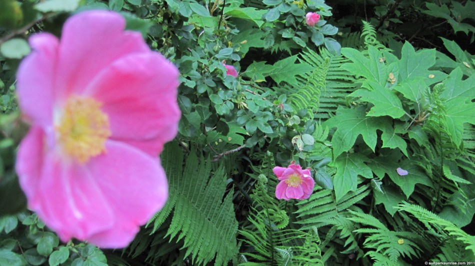 click for higher quality!