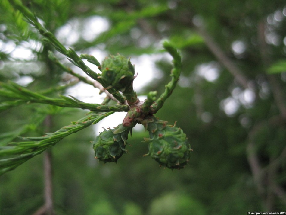 click for higher quality!