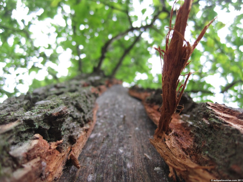 139_13_lightning_strike_closeup2_4nn.jpg click for higher quality!