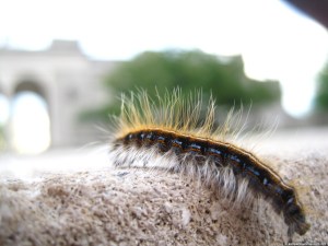 17_caterpillar_step_4nn