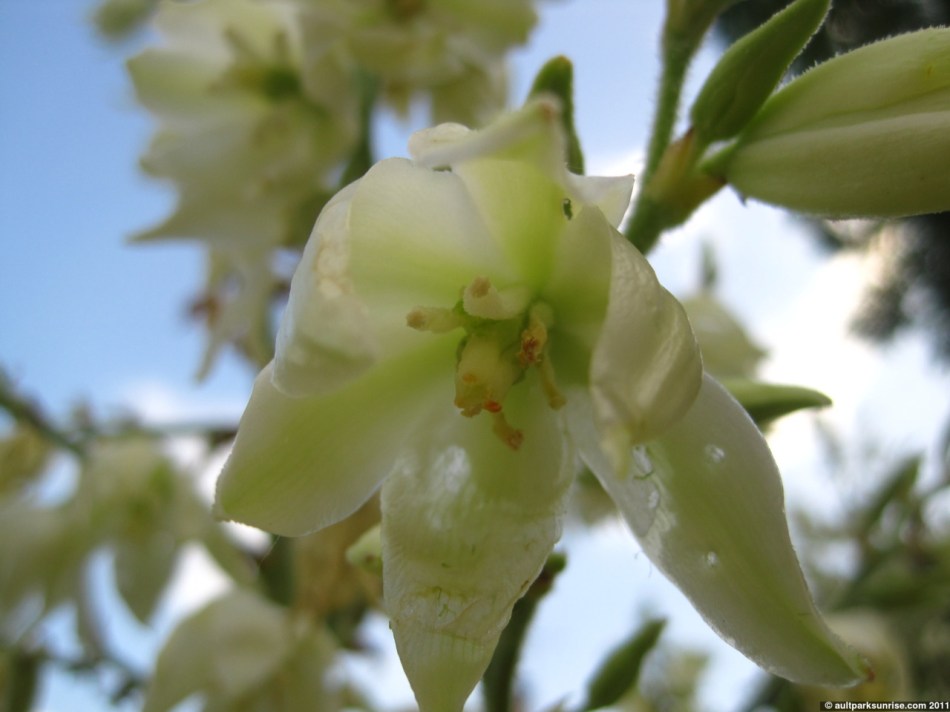 168_18_yucca_bloom_4nn