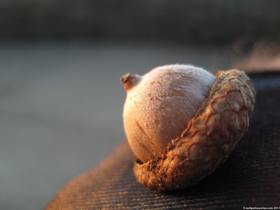 231_04_acorn_looking_out_4nn.jpg