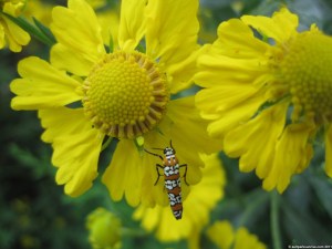 244_27_pretty_orange_white_moth_4nn