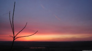 019_08_tree_of_heaven_silhouette_4nn