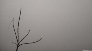 022_14_tree_of_heaven_silhouette_4nn