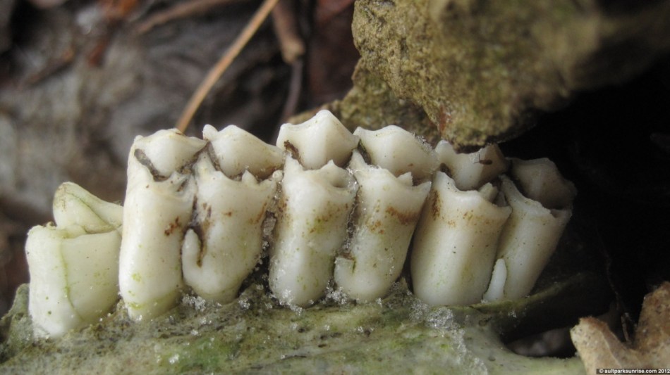 022_23_deer_teeth_4nn.jpg
