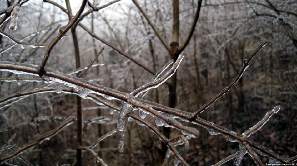 023_06_tree_ice_wb_4nn.jpg