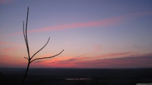 024_01_tree_of_heaven_4nn