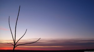 029_03_tree_of_heaven_4nn