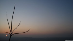 033_10__tree_of_heaven1_4nn