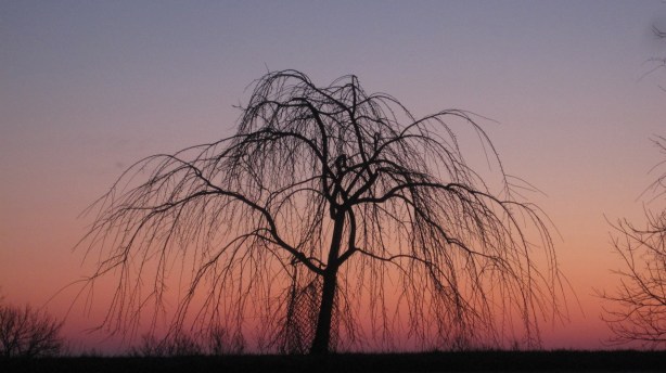 059_01_weeping_tree_4nn