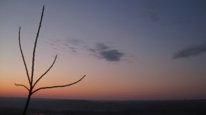 059_03_tree_of_heaven_4nn