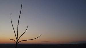 066_04_tree_of_heaven_4nn