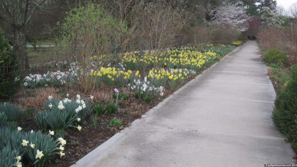 079_11_daffodil_walkway_4nn.jpg
