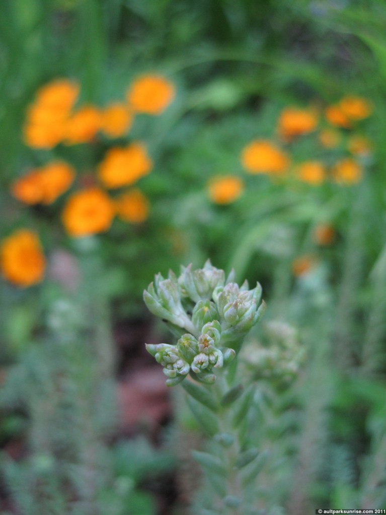 click for higher quality!