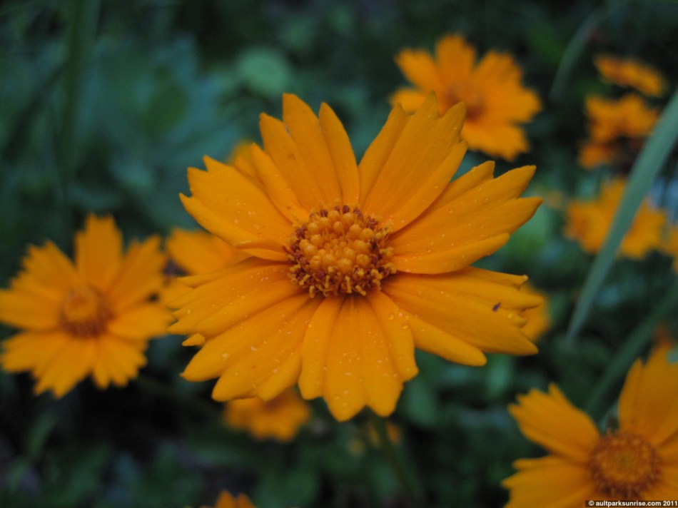 click for higher quality!