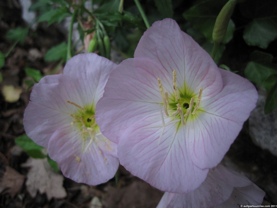 click for higher quality!