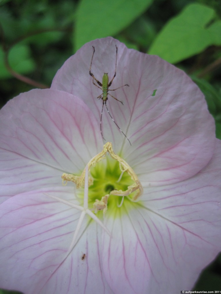 click for higher quality!