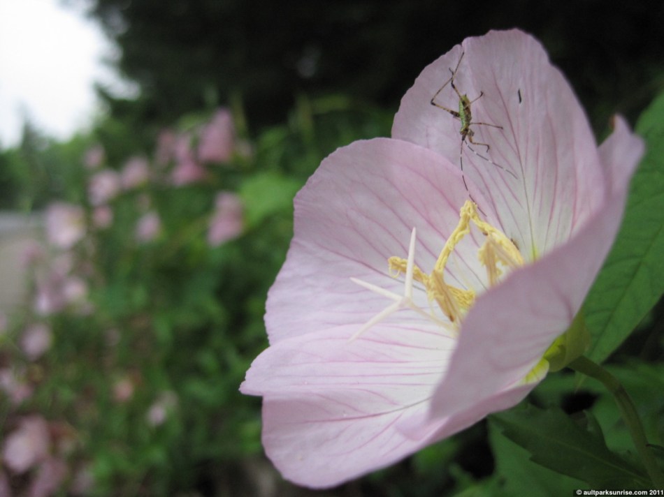 click for higher quality!